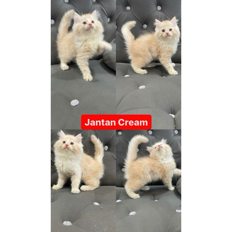 kitten jantan cream