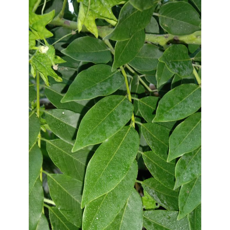 

Jual daun Gamal segar per 500 gram