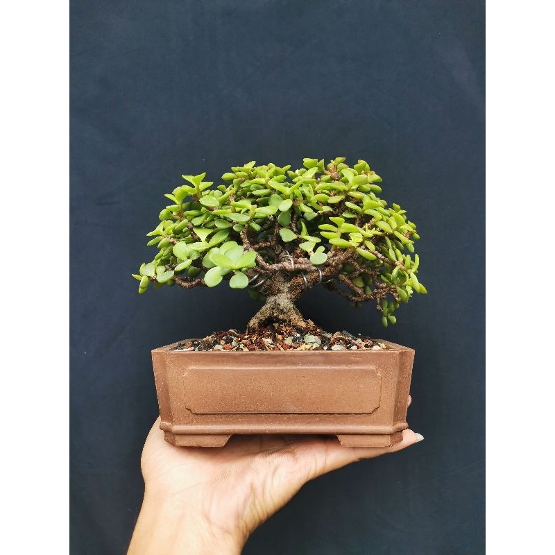 Jade plant portulacaria afra+pot keramik