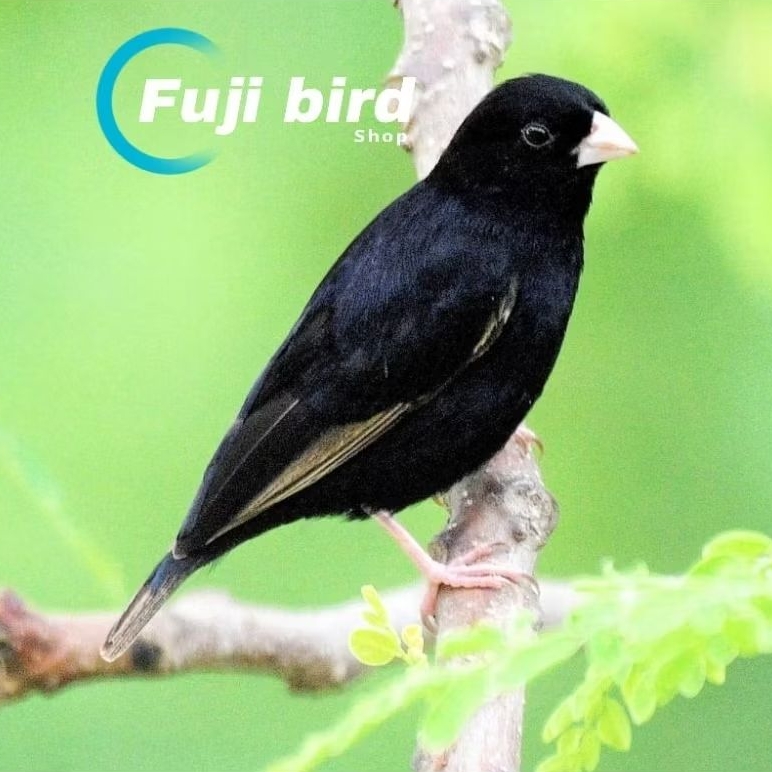 BURUNG INDIGO VILLAGE FINCH AFRIKA JANTAN
