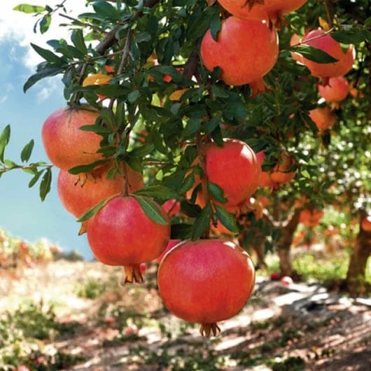 Pohon Delima Merah Jumbo (Punica granatum) - Bibit Pohon Delima Merah / Tanaman Delima Merah - bibit