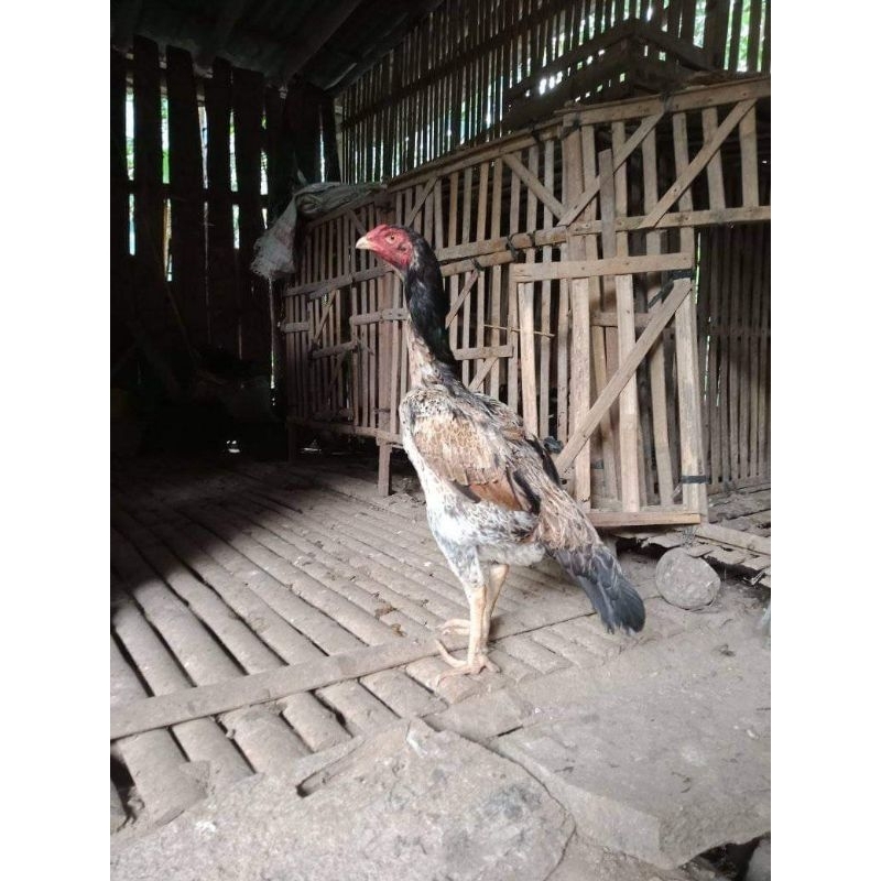 

Telur Ayam Shamo