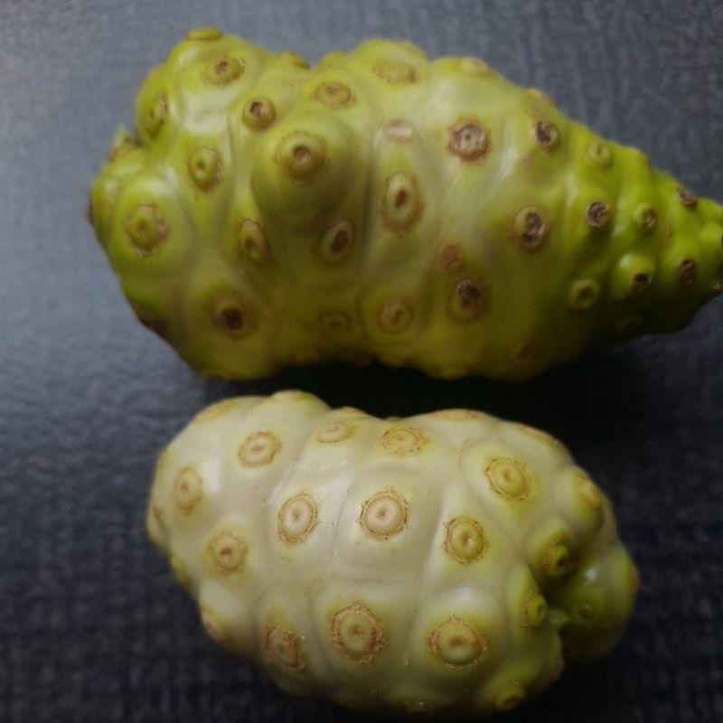 

Mengkudu Segar 1 kg