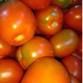 

TOMAT MERAH FRESh