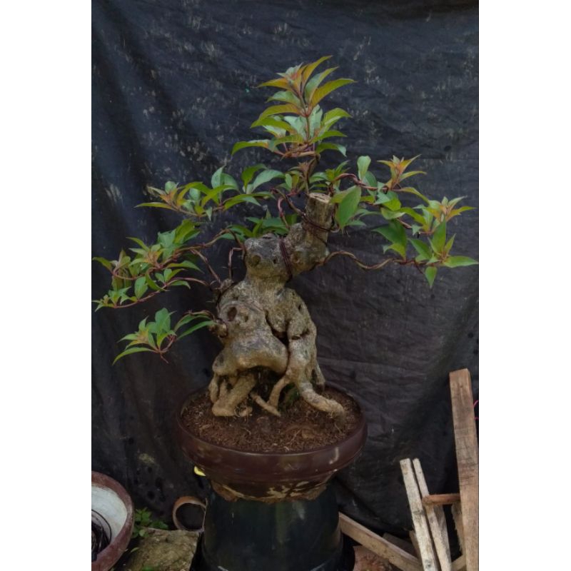 bonsai pusaka siap pajang
