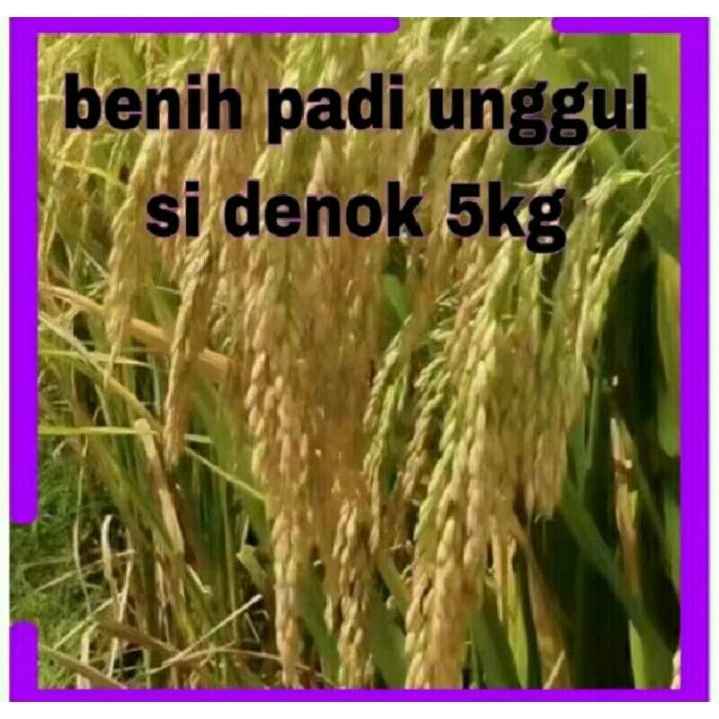 BENIH PADI SI DENOK SUPER LEBAT 1KG