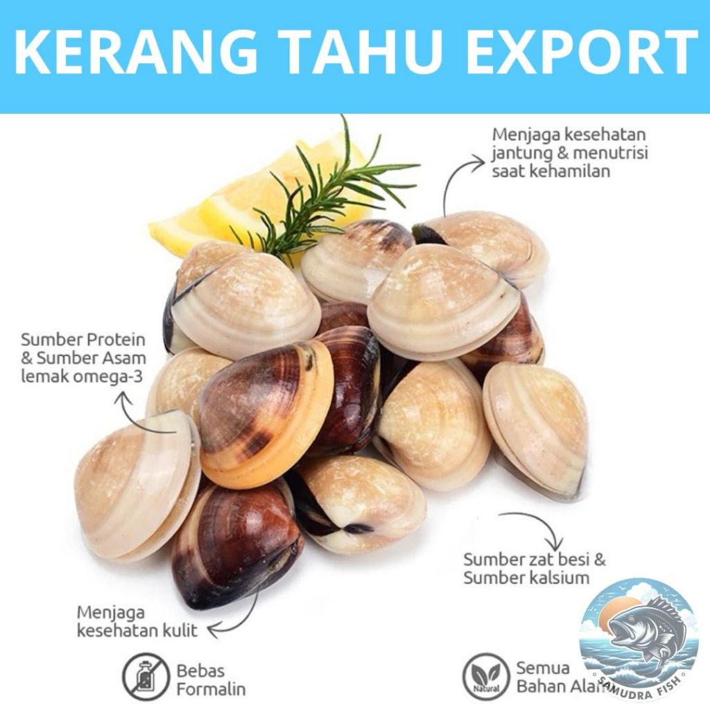 

Kerang Tahu 1kg Super | Belanja seafood semarang | Kerang semarang