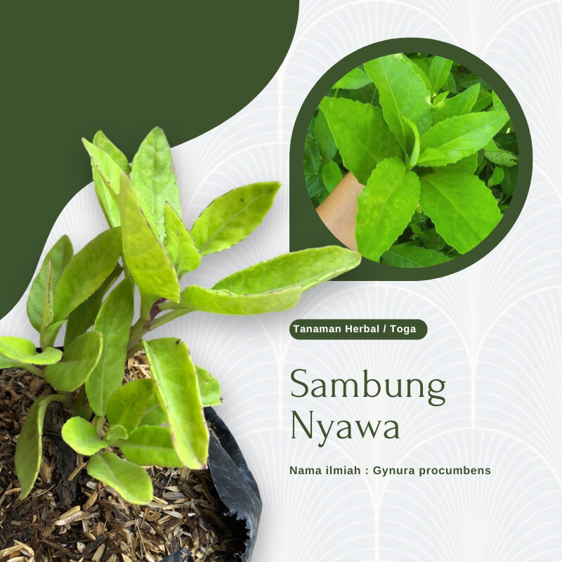 Tanaman herbal sambung nyawa