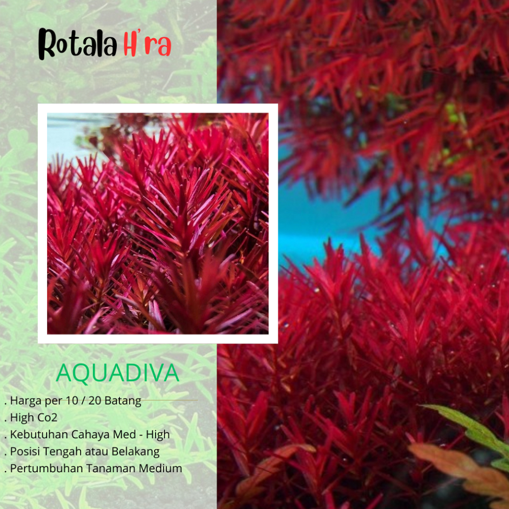 Rotala Hra Tanaman Aquascape dalam air isi 20btg