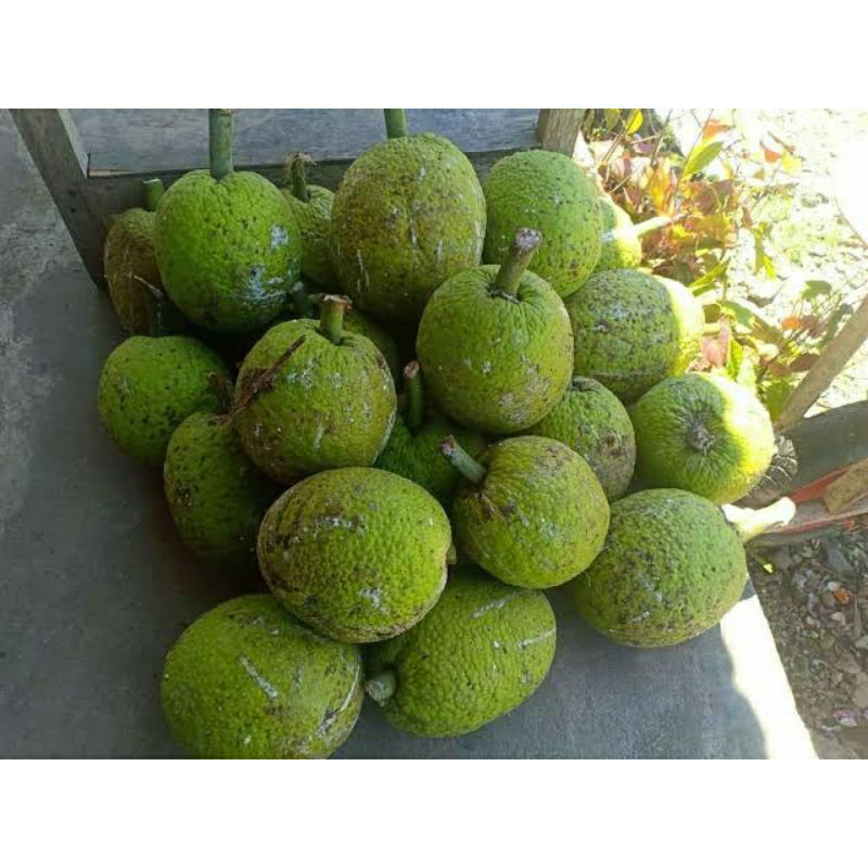 

Buah sukun mentah
