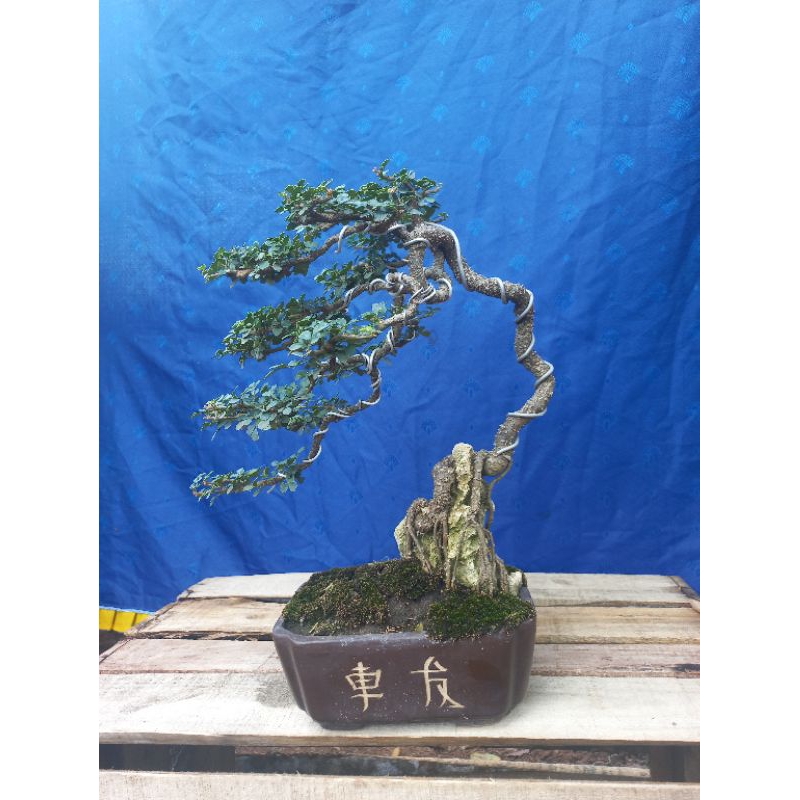 bonsai kawista