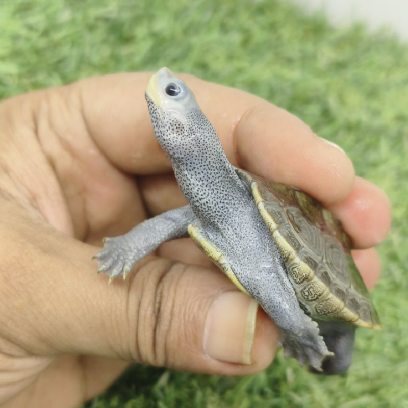 kura kura Dbt northern diamond back terrapin