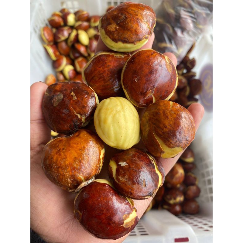 

Jengkol Tua Mentah Pilihan Kualitas Super Berat 1000gram dan 500gram