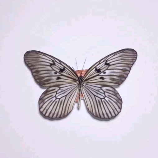 PAJANGAN AWETAN KUPU KUPU ASLI INDONESIA IDEA