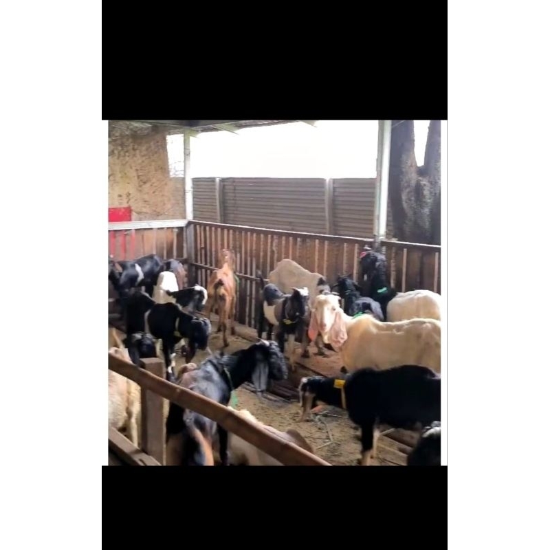 kambing domba hidup aqiqah qurban