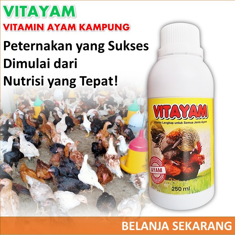 VITAYAM / Vitamin Ayam Kampung / Vitamin Ternak Ayam Kampung cepat besar / penambah nafsu makan ayam