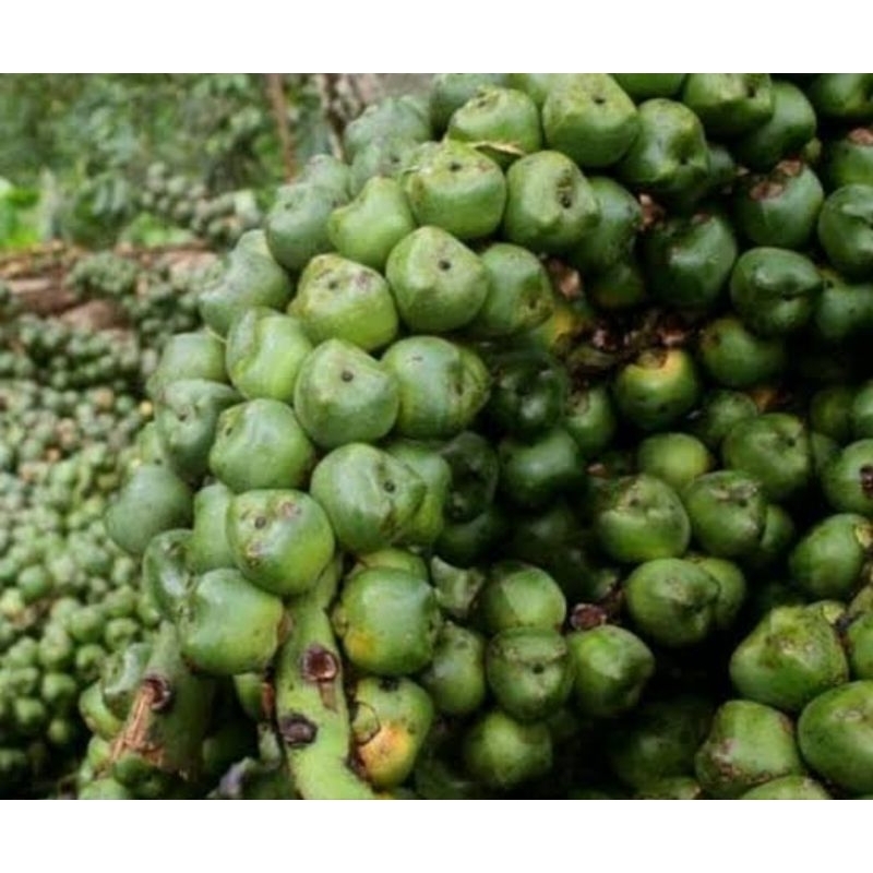 

Buah aren segar utuh petik langsung 1 kg-az