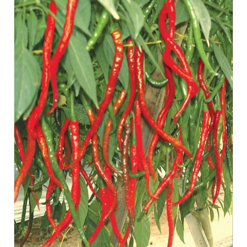 Murah   500+ Benih Cabe Merah Kriting Pedas F1 Super Buah lebat
