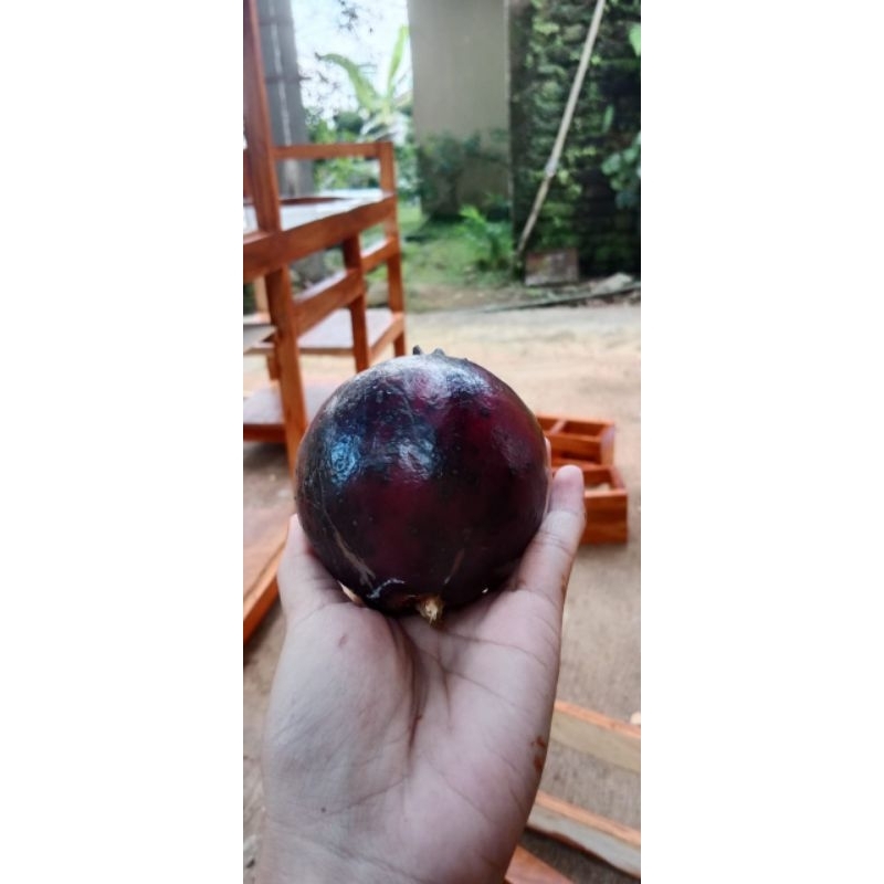 

DELIMA HITAM ATAU WULUNG