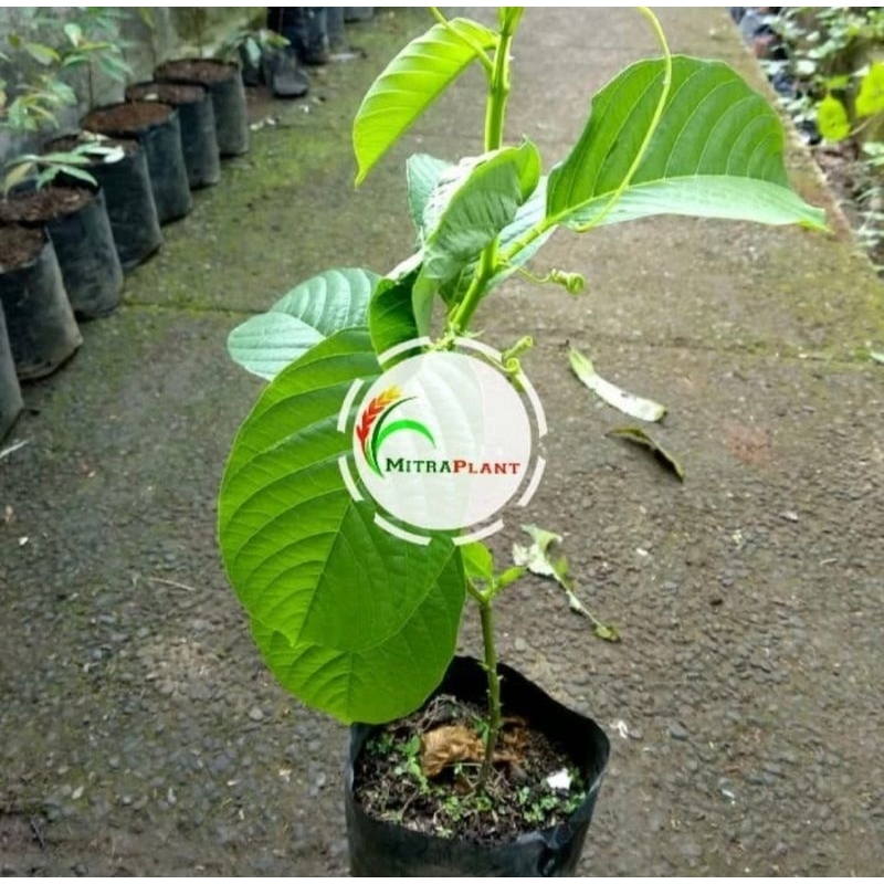 Bibit Pohon Markisa Erbis - Tanaman Buah Markisa Erbis - Buah Markisa Jumbo