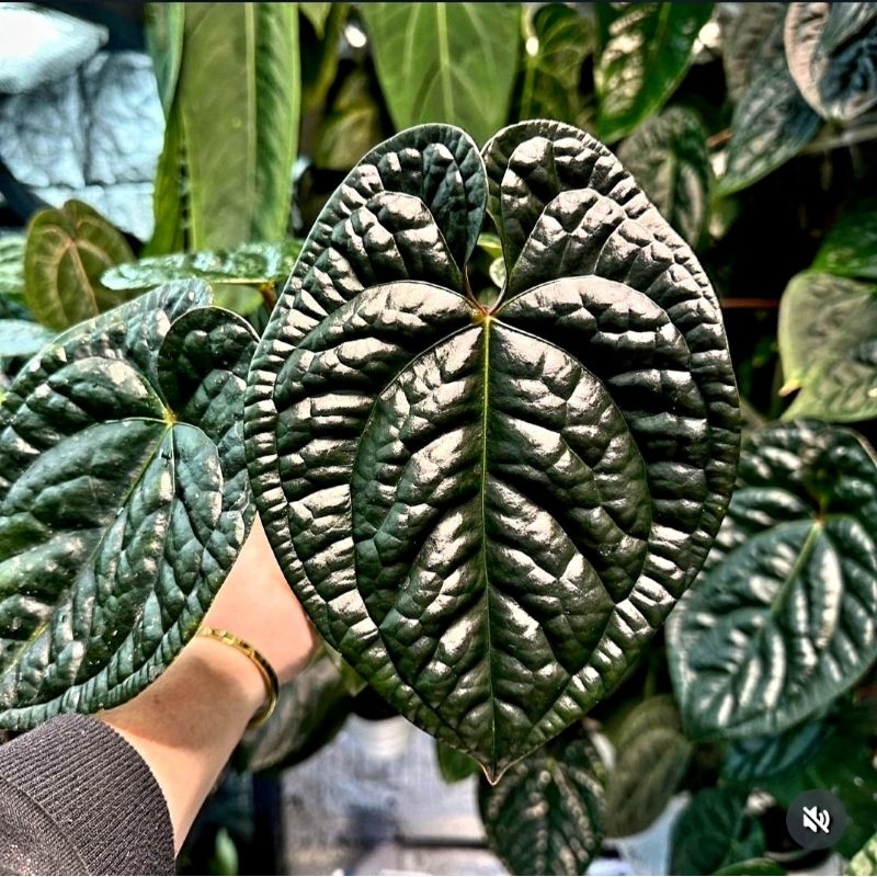 Tanaman Hias Anthurium Black Dragon /Tanaman Hias Black Dragon/Tanaman Diven Tisu Bangkok/ Tanaman h