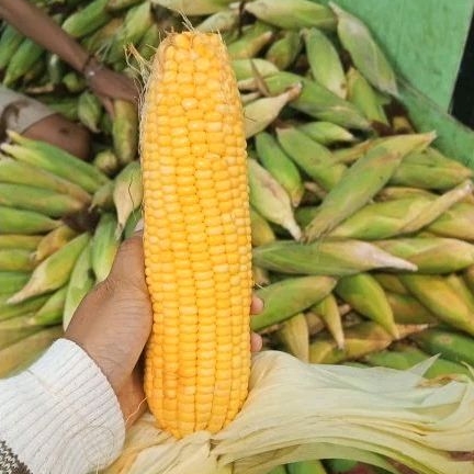 

Jagung manis 500 gram
