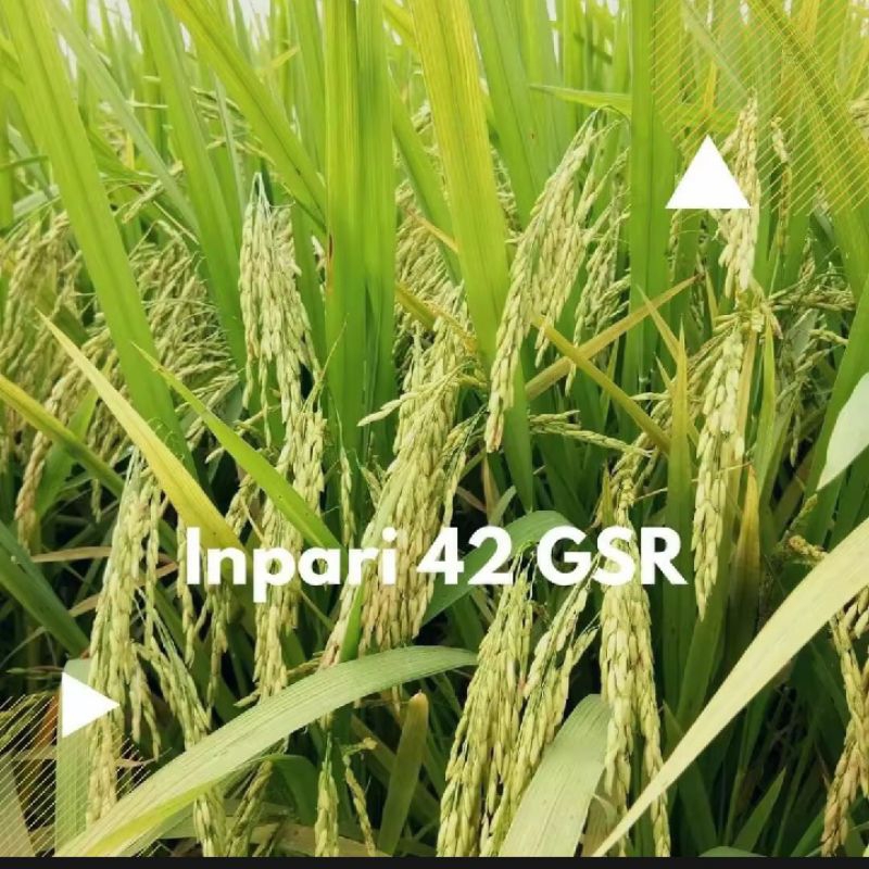 Benih padi unggul inpari 42 pertiwi kemasan 1kg