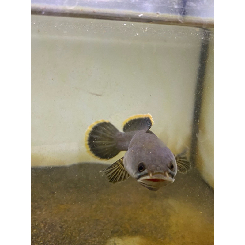 COD limbata || LIMBATA