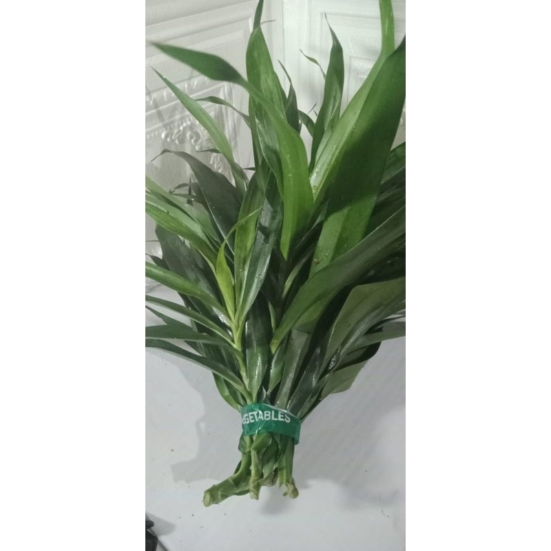 

Daun suji 1iket 20gram