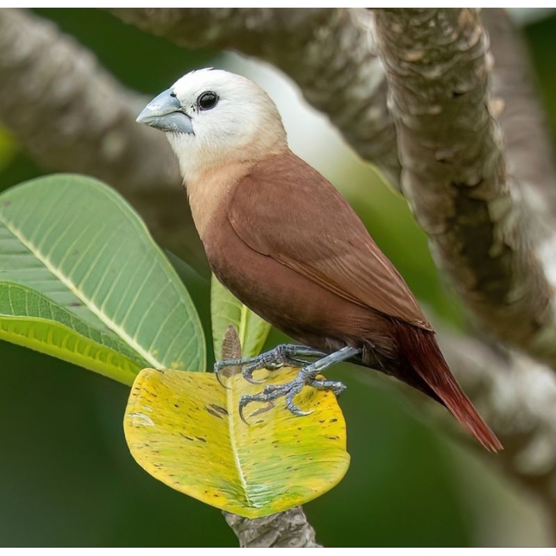 burung emprit kaji hnya bisa dikirim dg layanan samedays..