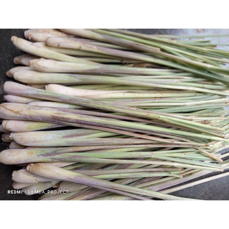 

sereh lokal 1kg fresh dan segar