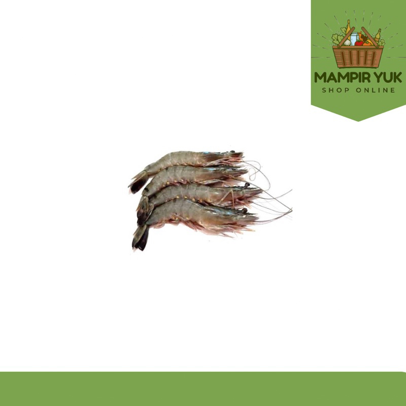 

Udang windu size 25 | mampiryuk