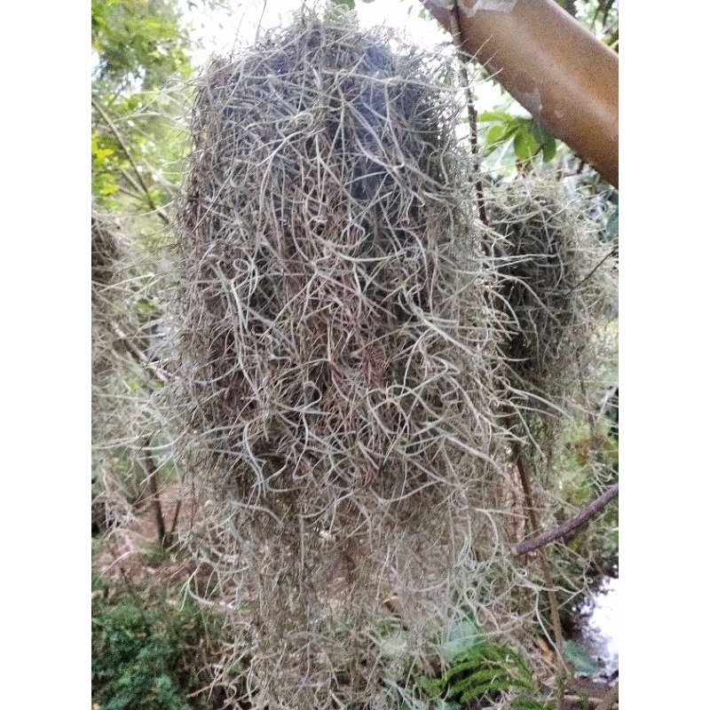 Spanish Moss