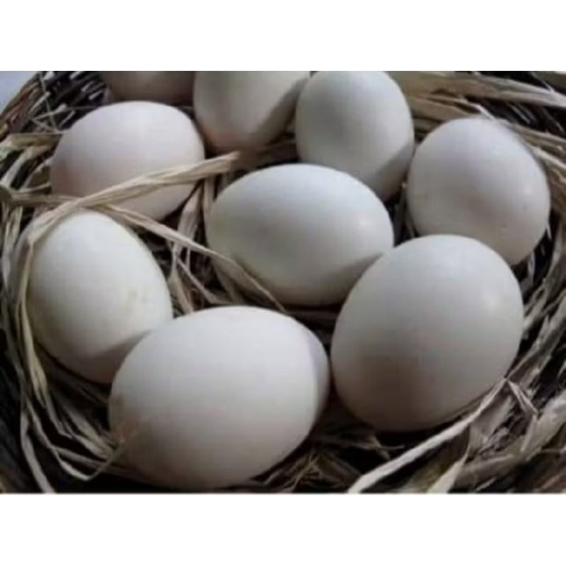 

Telur SOANG per 1 Butir FRESH (Konsumsi) TIDAK MENERIMA COD