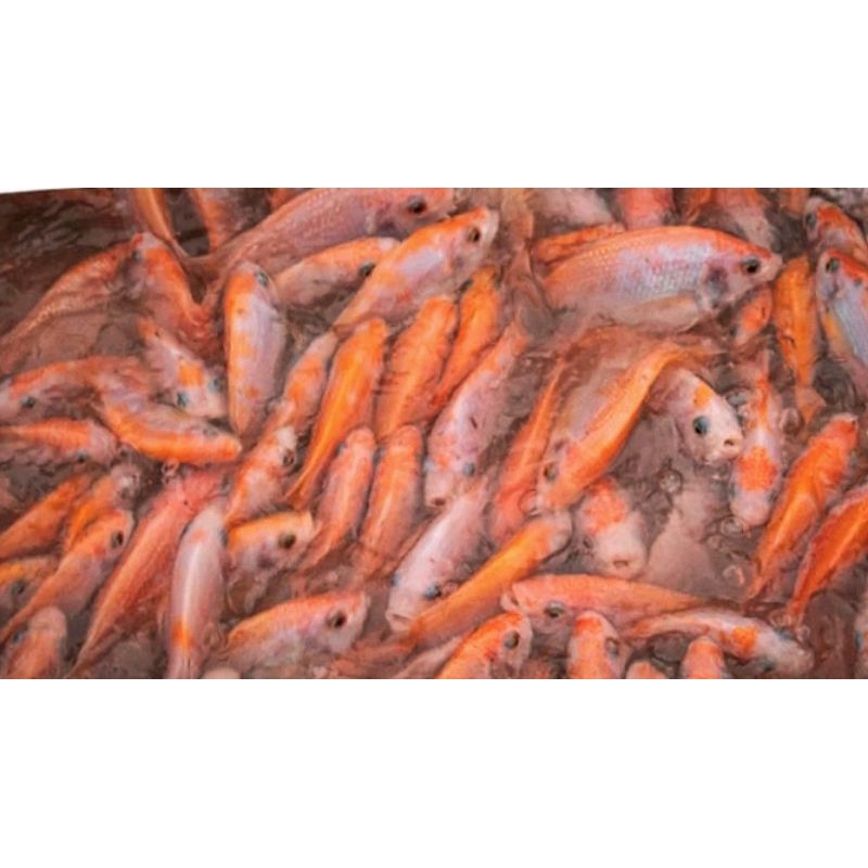 

ikan nila/red tilapia fish