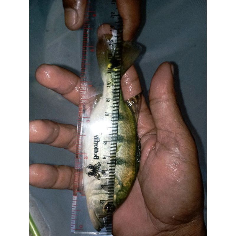 ikan pibas mono ikan predator