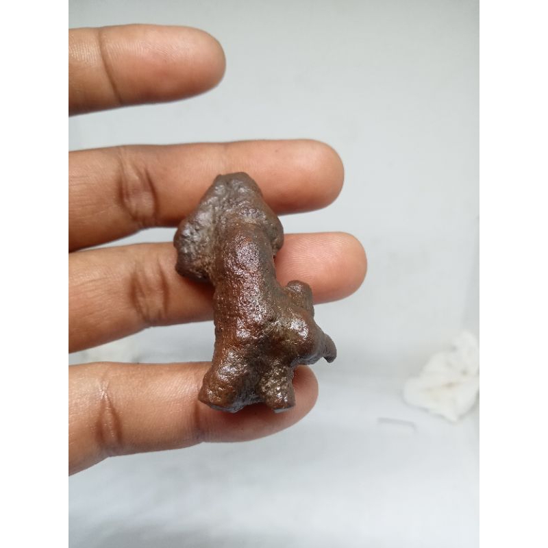 temuan Batu karang Asli kendeng