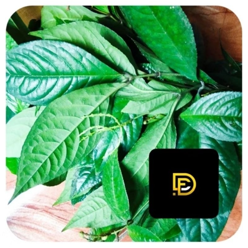 

Paket 1 kg daun karas tulang segar fresh organik-az