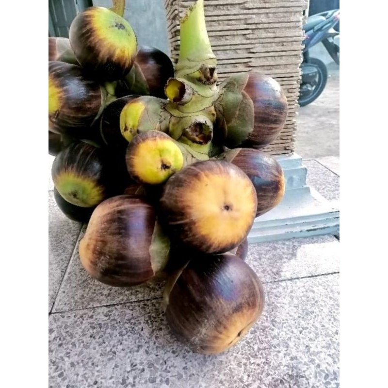 

Buah Lontar Asli