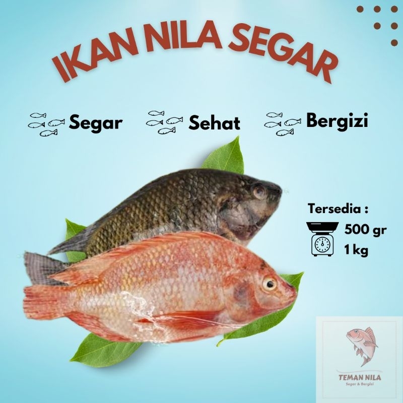 

IKAN NILA SEGAR SUDAH DIBERSIHKAN / BUKAN FROZEN 500 Gr / 1 Kg