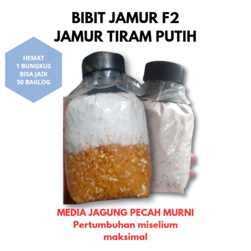 F2 jamur JPT/Bibit jamur tiram putih/jamur tiram coklat