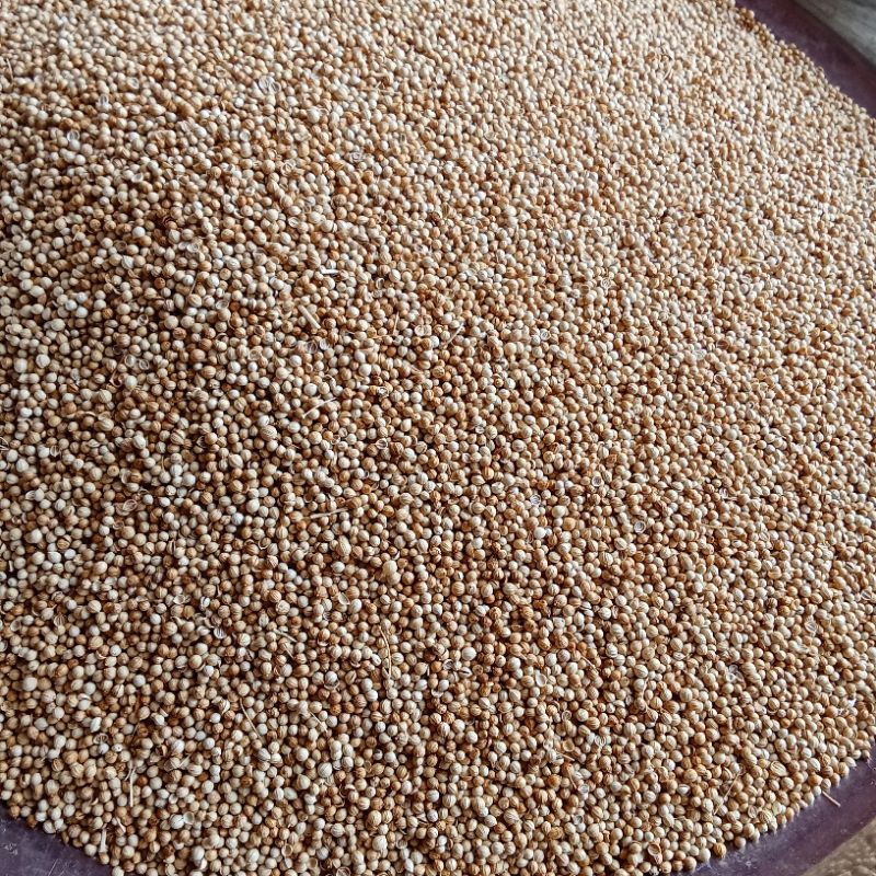 

ketumbar/rumania 1 kg kualitas import kuning bersih