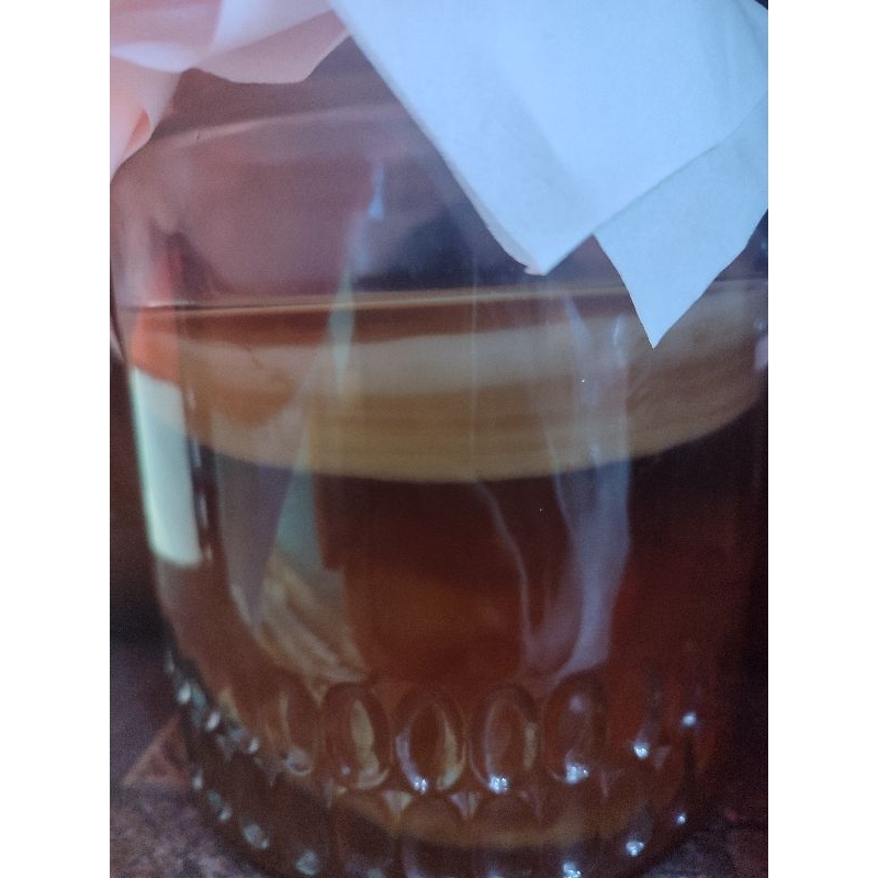 

bibit kombucha Scoby