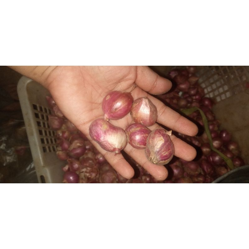 

bawang merah
