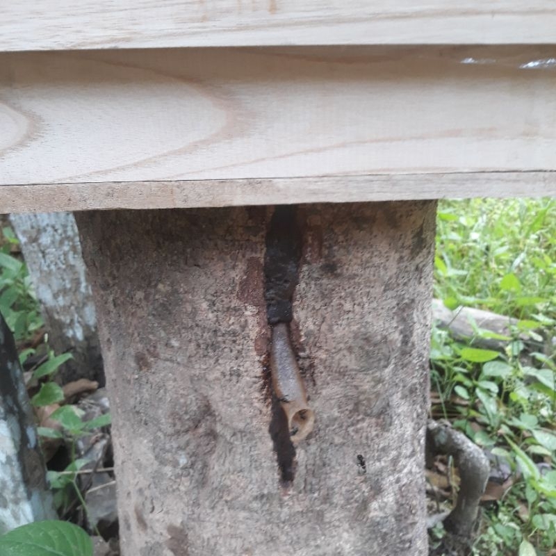 Log Topping Trigona Itama