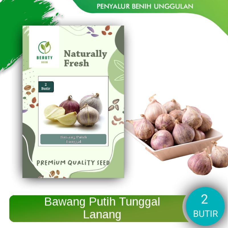 

2 Butir Bawang Putih Tunggal Super - Bawang Putih Tunggal Lanang Original