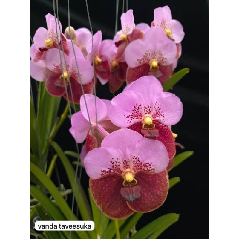 vanda sanderiana hybrid