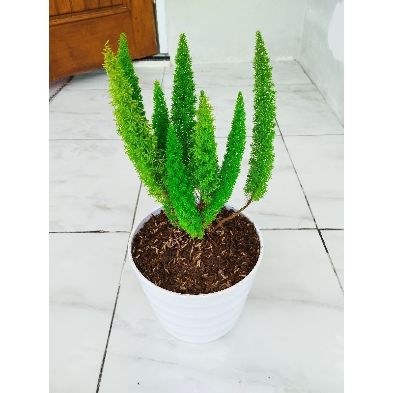 Tanaman hias hidup Cemara ekor tupai sudah termasuk pot dan media Tanam