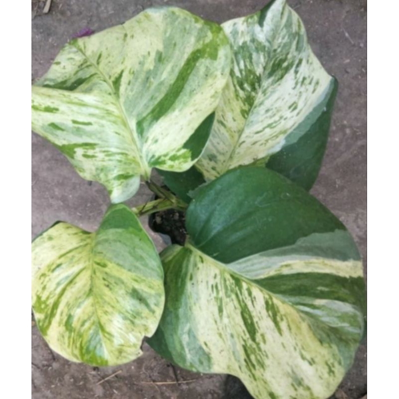 tanaman hias sirih manjula daun jumbo