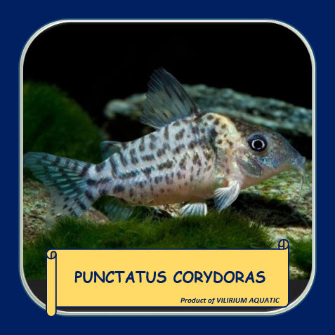IKAN HIAS AIR TAWAR - CORYDORAS PUNCTATUS / CORYDORAS SPOTTED NANAY / CORYDORAS SPOTFIN